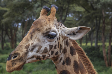 Giraffe, Kenya
