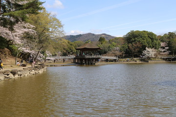 Fototapeta na wymiar 奈良の春 