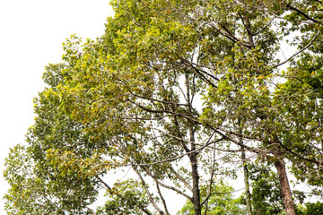 .Alatus spindly bush.