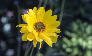 Arnica herb  blossoms with bee