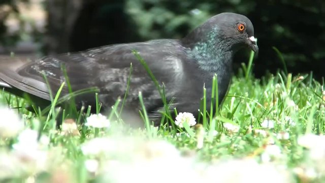 Pigeon in Grass Close-Up