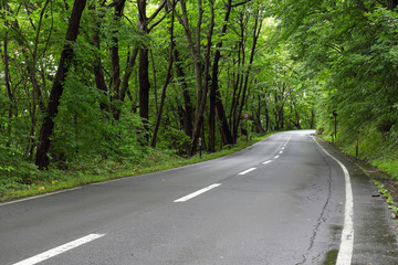 新緑の道