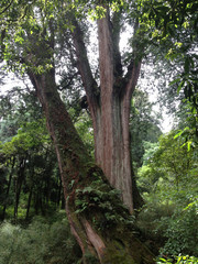 Alishan, Chiayi City, Taiwan primeval forest