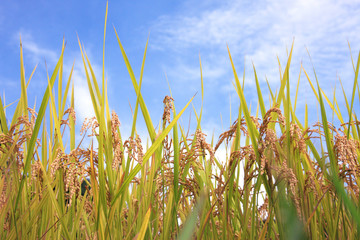 Naklejka premium 稲穂
