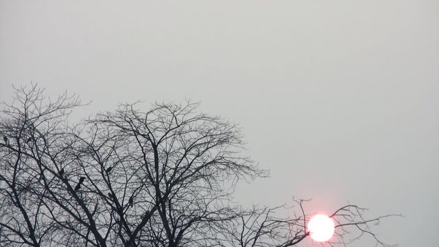 Blackbirds in Dead Tree at Sunset