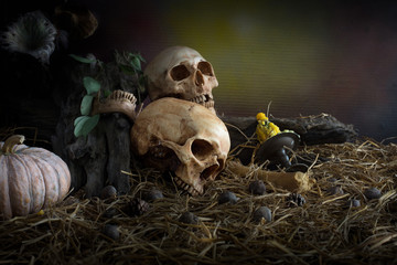 Obraz na płótnie Canvas Old Skull on dried timber and pile of straw in dim light dark ni