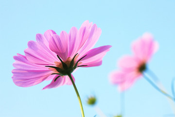 コスモス