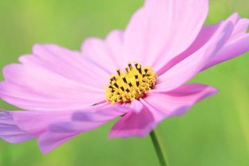 Obraz premium コスモス