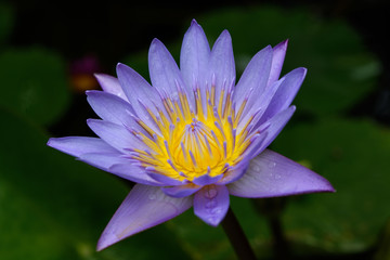 Beautiful purple lotus.
