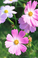 Obraz premium コスモス