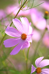 Fototapeta premium コスモス