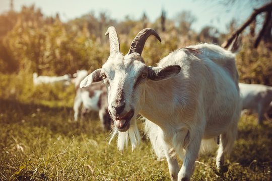 Portrait of a goat eating grass in flock