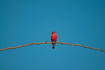 Principe do Pantanal bird perched on a branch full of thorns. Blue sky background