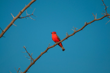 Principe do Pantanal bird perched on a branch full of thorns. Blue sky background