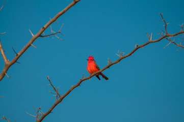 Principe do Pantanal bird perched on a branch full of thorns. Blue sky background