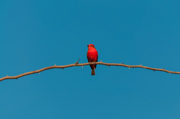 Principe do Pantanal bird perched on a branch full of thorns. Blue sky background