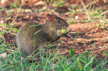 Agouti on lawn eating any fallen fruit