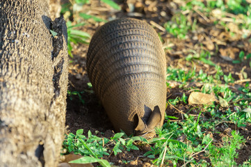 Armadillo digging hole in looking for food. The Armadillo side has a fallen tree trunk and some green plants on the ground.