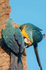 Two blue macaws tied in coconut tree trunk. One of macaws is upside down. Blue sky background.
