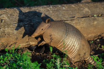 Standing armadillo watching beside a fallen tree trunk. On the ground some green plants.