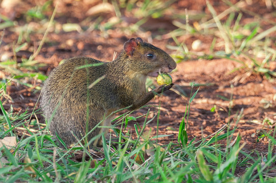Agouti on lawn eating any fallen fruit