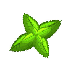 Mint leaves. Peppermint leaf. Cartoon icon. Isolated object on a white background. Vector illustration.