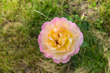 Colorful yellow-white rose in a garden.