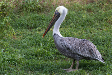 Pelican with closed beak standing on grass