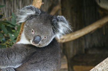 koala
