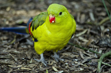 regent parrot