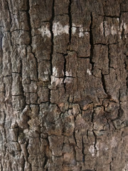closeup shot of an old tree showing rough and stained texture