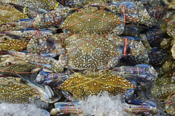 a lot of Flower crab, Blue crab, Blue swimmer crab, Blue manna crab, Sand crab to selling in sea food market background 