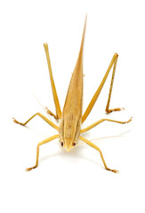Single Brown Grasshopper Isolated On White