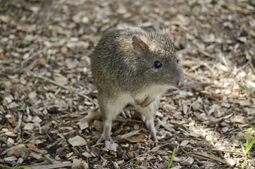 long nosed potoroo