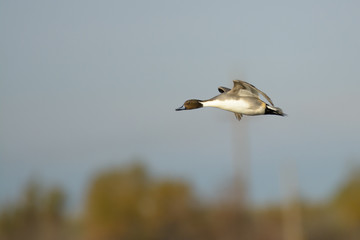 Male pintail duck in flight