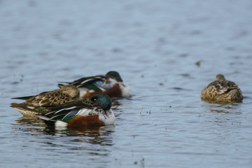 Northern Shovelers