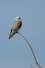 White Tailed Kite