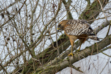 Red Shouldered Hawk