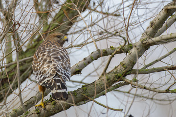 Red Shouldered Hawk
