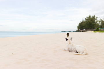 Dog sitting ,The beach,sea,Samila beach in Songkhla, Thailand