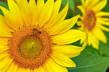 Obraz premium ヒマワリの花 Sunflower
