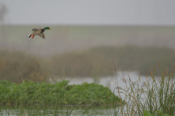 Mallard male drake landing in fog 