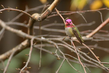 Hummingbird