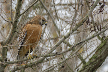 Red Shouldered Hawk