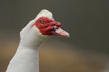 Muscovy Duck