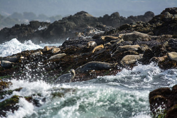 Fototapeta premium Harbor Seals