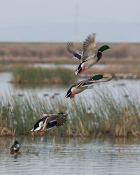 Mallard drake males taking flight take off