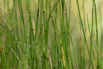Horse Tail reed 