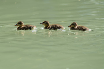 three ducklings swimming