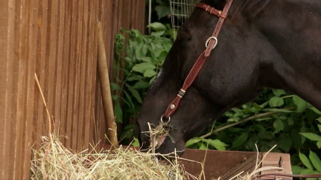 Horse chewing hay.
